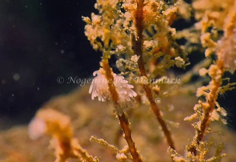 Cuthonella concinna - Lyngsbo Strand - Foto: Jens Egon Jørgensen