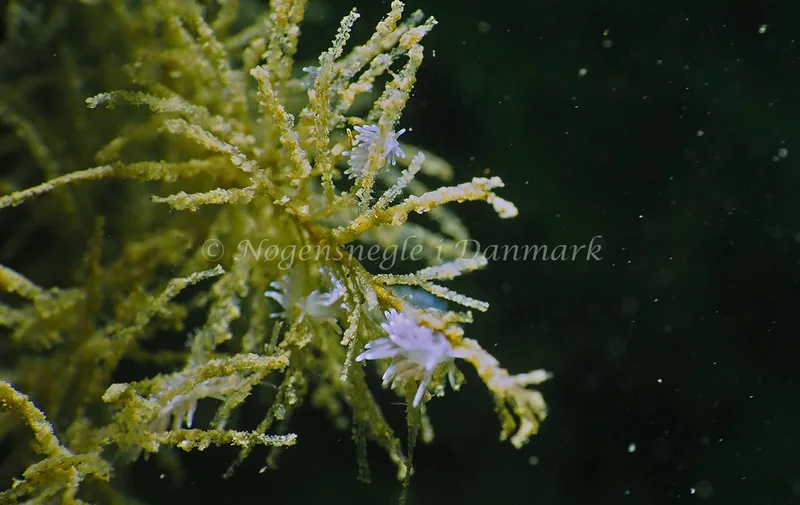 Cuthonella concinna - Lyngsbo Strand - Foto: Jens Egon Jørgensen