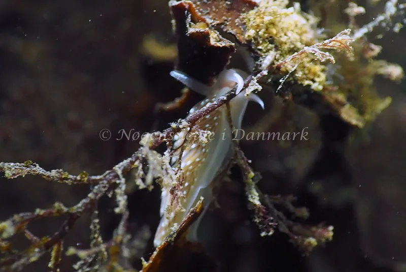 Facelina bostoniensis - Lyngsbo Strand - Foto: Jens Egon Jørgensen