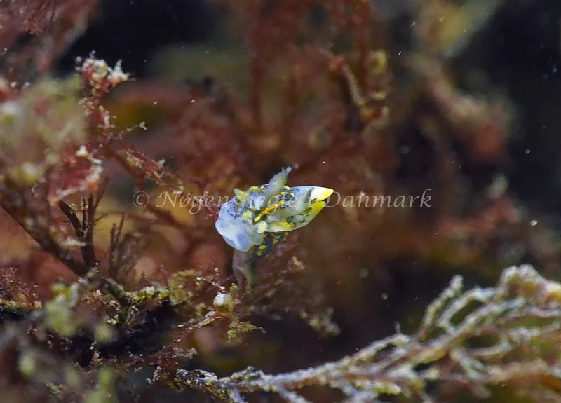 Polycera quadrilineata - Lyngsbo Strand - Foto: Jens Egon Jørgensen