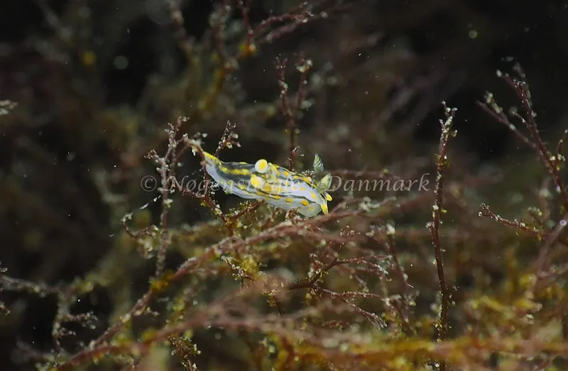 Polycera quadrilineata - Lyngsbo Strand - Foto: Jens Egon Jørgensen
