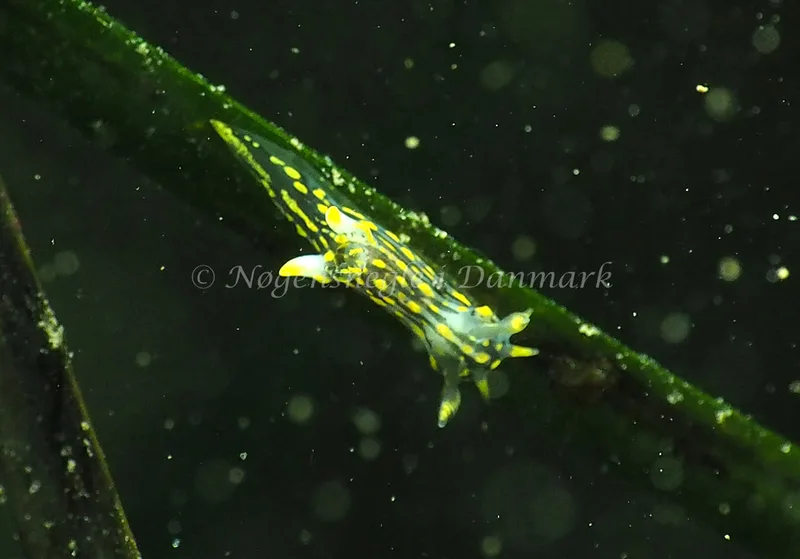 Polycera quadrilineata - Lyngsbo Strand - Foto: Jens Egon Jørgensen