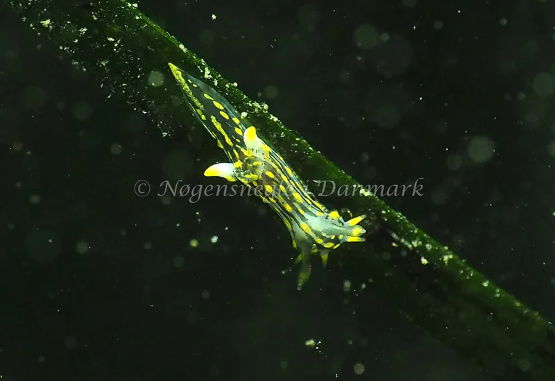Polycera quadrilineata - Lyngsbo Strand - Foto: Jens Egon Jørgensen