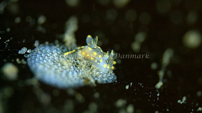 Polycera quadrilineata - Trykkerdammen - Foto: Thomas Blume