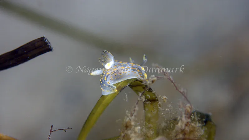 Polycera quadrilineata - Trykkerdammen - Foto: Thomas Blume