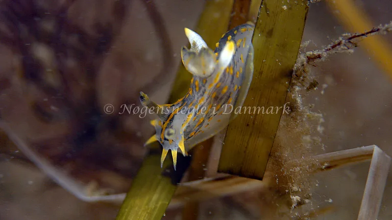 Polycera quadrilineata - Trykkerdammen - Foto: Thomas Blume