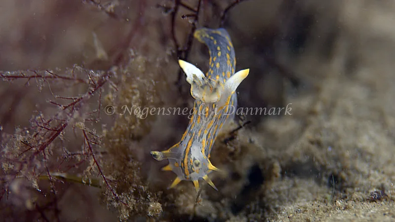 Polycera quadrilineata - Trykkerdammen - Foto: Thomas Blume