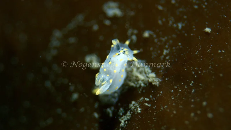 Polycera quadrilineata - Trykkerdammen - Foto: Thomas Blume