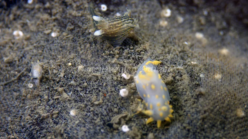 Polycera quadrilineata - Trykkerdammen - Foto: Thomas Blume