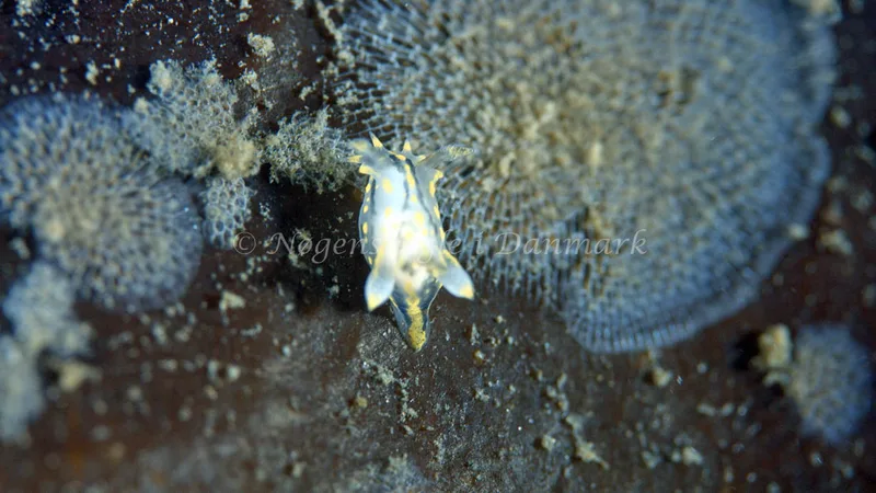 Polycera quadrilineata - Trykkerdammen - Foto: Thomas Blume