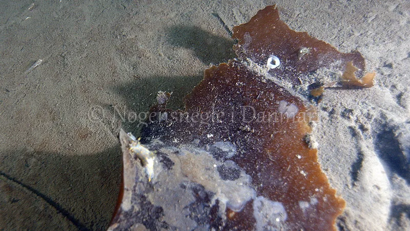 Polycera quadrilineata - Trykkerdammen, Øresund - Foto: Thomas Blume