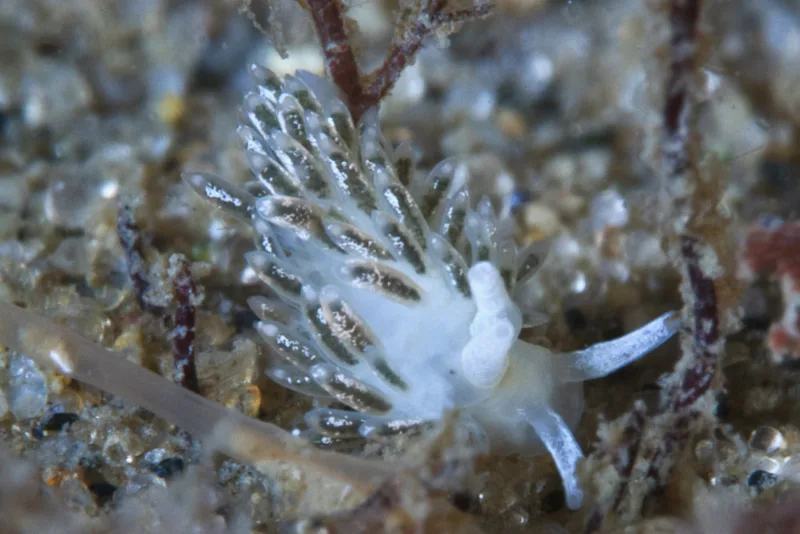 Billede af nøgensneglen Diaphoreolis viridis