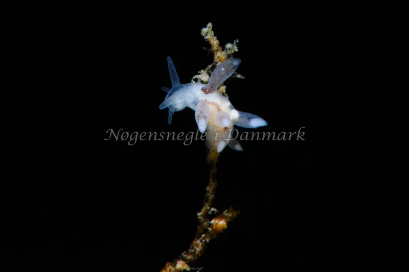 Tergipes tergipes - Tjærepletten - Foto: Peter Kaiser