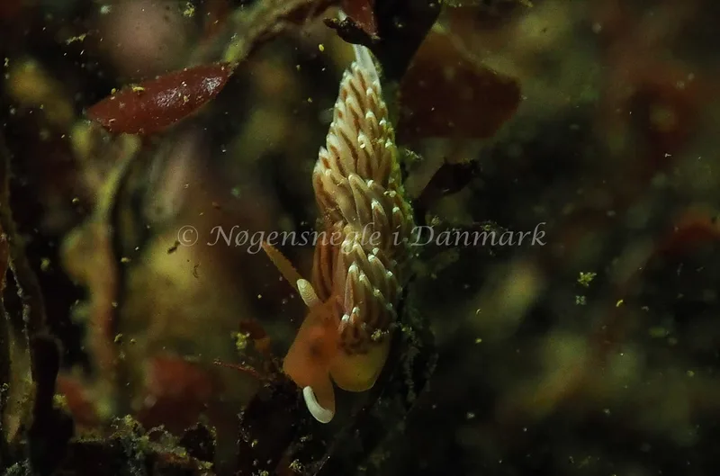 Facelina bostoniensis - Sønderhav Strand - Foto: Jens Egon Jørgensen