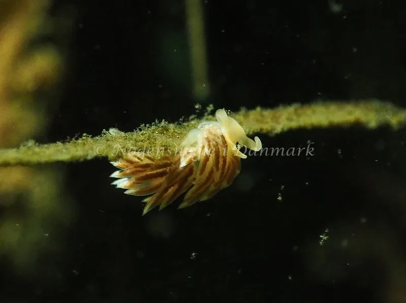 Facelina bostoniensis - Sønderhav Strand - Foto: Jens Egon Jørgensen