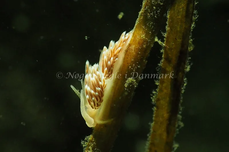 Facelina bostoniensis - Sønderhav Strand - Foto: Jens Egon Jørgensen