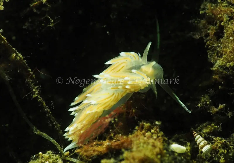 Facelina bostoniensis - Sønderhav Strand - Foto: Jens Egon Jørgensen