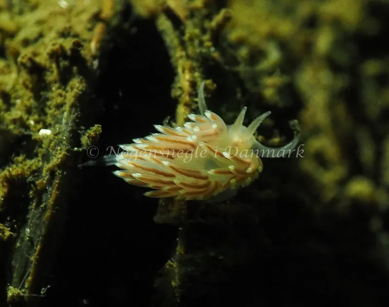 Facelina bostoniensis - Sønderhav Strand - Foto: Jens Egon Jørgensen