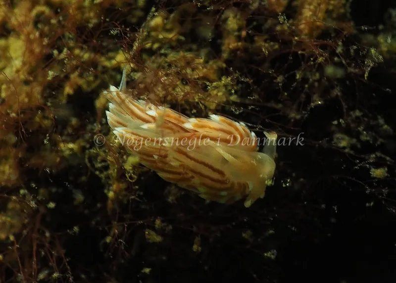 Facelina bostoniensis - Sønderhav Strand - Foto: Jens Egon Jørgensen