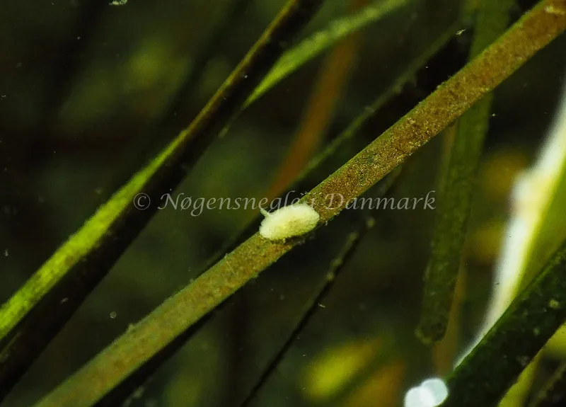 Onchidoris muricata - Sønderhav Strand - Foto: Jens Egon Jørgensen