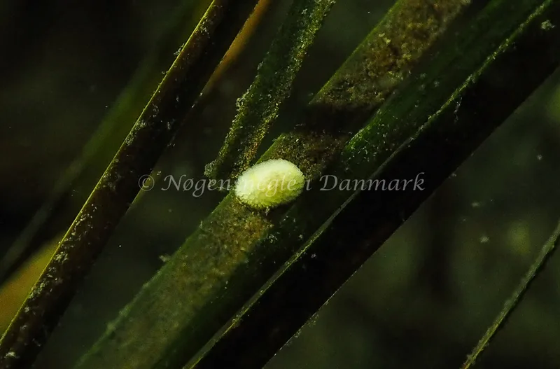 Onchidoris muricata - Sønderhav Strand - Foto: Jens Egon Jørgensen