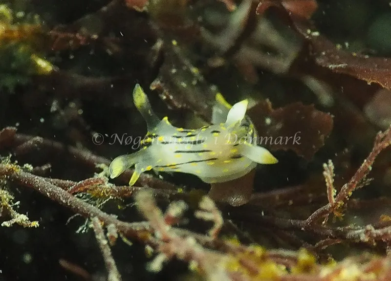 Polycera quadrilineata - Ammoniakhavnen - Foto: Jens Egon Jørgensen
