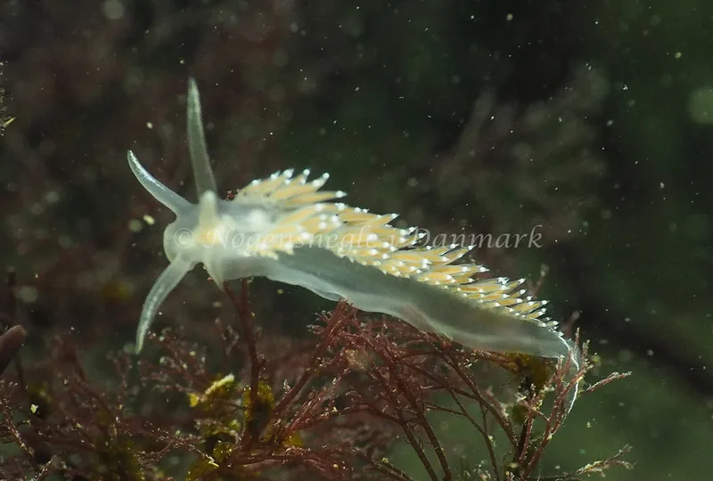 Coryphella verrucosa rufibranchialis - Ammoniakhavnen - Foto: Jens Egon Jørgensen