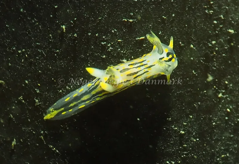 Polycera quadrilineata - Ammoniakhavnen - Foto: Jens Egon Jørgensen