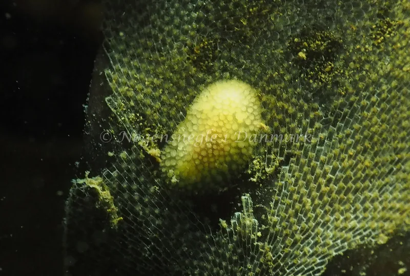 Onchidoris muricata - Ammoniakhavnen - Foto: Jens Egon Jørgensen