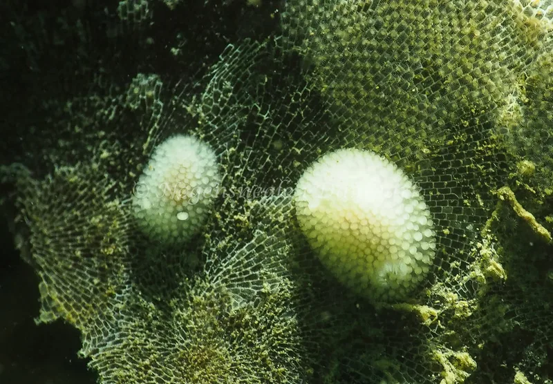 Onchidoris muricata - Ammoniakhavnen - Foto: Jens Egon Jørgensen