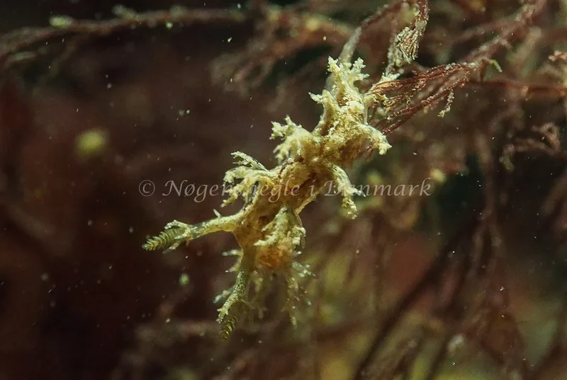 Dendronotus frondosus - Ammoniakhavnen - Foto: Jens Egon Jørgensen