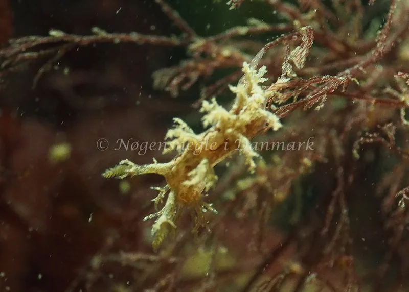Dendronotus frondosus - Ammoniakhavnen - Foto: Jens Egon Jørgensen