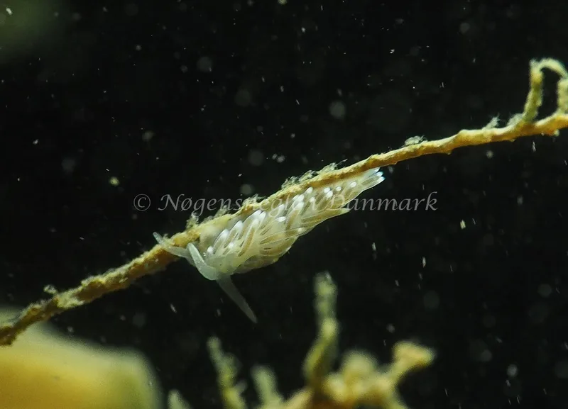 Cuthonella concinna - Ammoniakhavnen - Foto: Jens Egon Jørgensen
