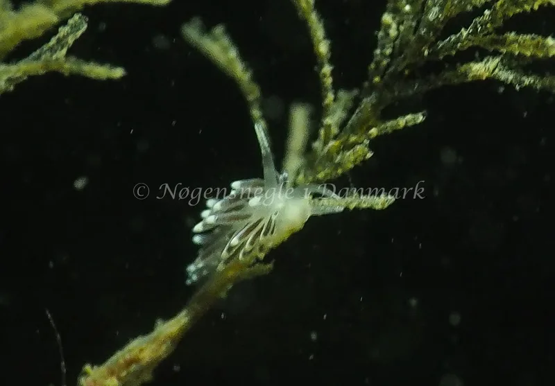 Cuthonella concinna - Ammoniakhavnen - Foto: Jens Egon Jørgensen