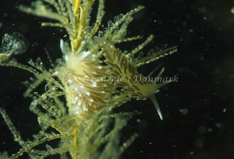 Cuthonella concinna - Ammoniakhavnen - Foto: Jens Egon Jørgensen