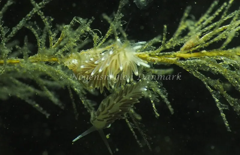 Cuthonella concinna - Ammoniakhavnen - Foto: Jens Egon Jørgensen