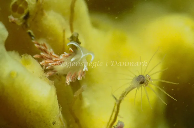 Gulenia monicae - Ammoniakhavnen - Foto: Jens Egon Jørgensen