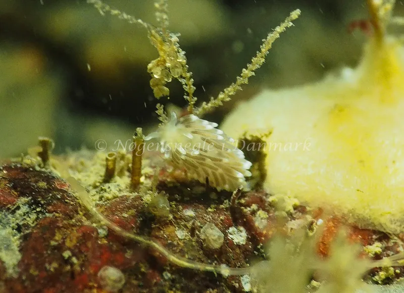 Cuthonella concinna - Ammoniakhavnen - Foto: Jens Egon Jørgensen