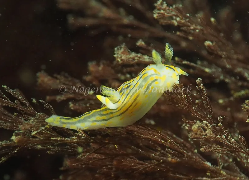 Polycera quadrilineata - Ammoniakhavnen - Foto: Jens Egon Jørgensen
