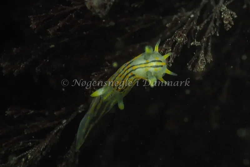 Polycera quadrilineata - Ammoniakhavnen - Foto: Jens Egon Jørgensen