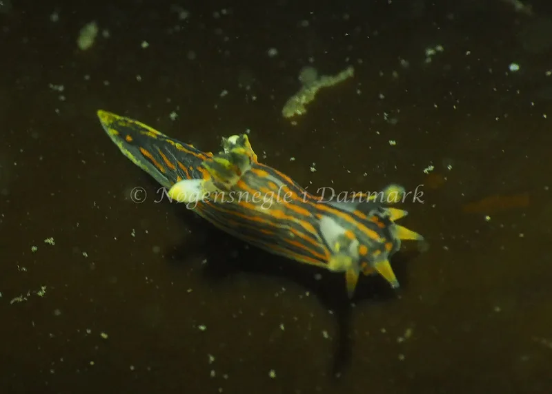 Polycera quadrilineata - Ammoniakhavnen - Foto: Jens Egon Jørgensen