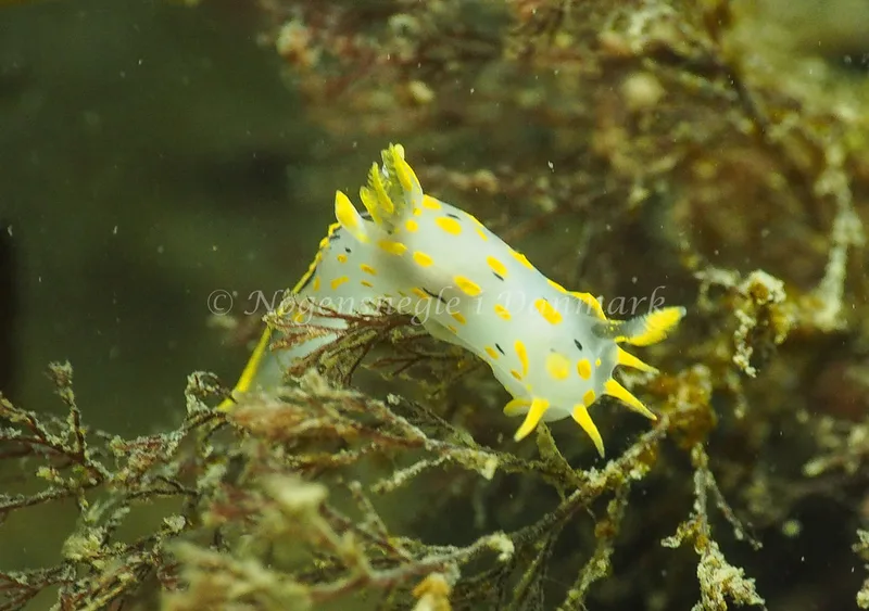 Polycera quadrilineata - Ammoniakhavnen - Foto: Jens Egon Jørgensen