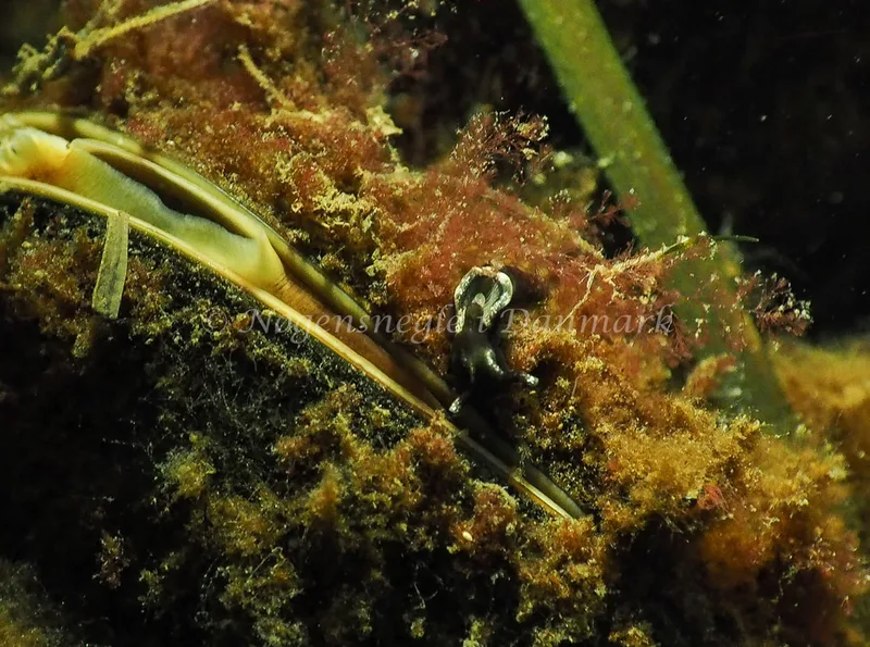 Elysia viridis - Sønderhav Strand - Foto: Jens Egon Jørgensen