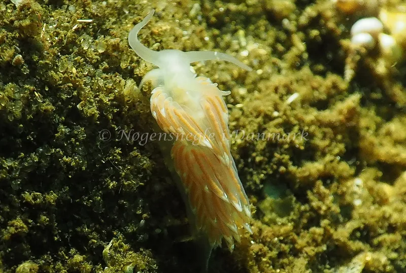 Facelina cf bostoniensis - Sønderhav Strand - Foto: Jens Egon Jørgensen