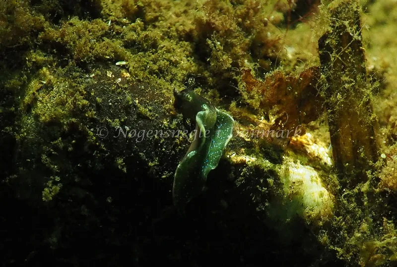 Elysia viridis - Sønderhav Strand - Foto: Jens Egon Jørgensen
