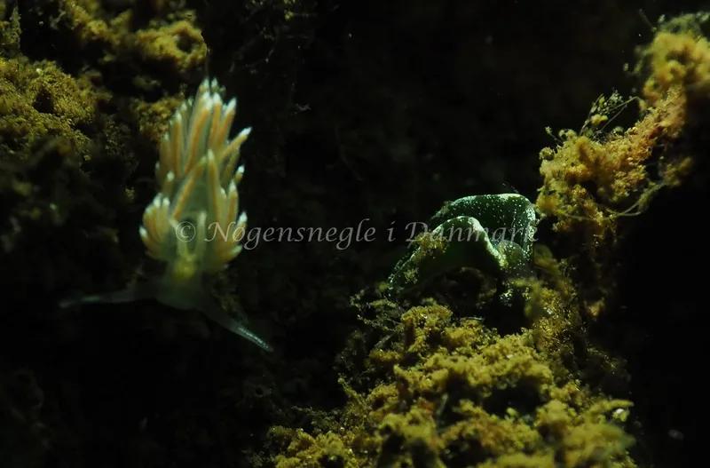 Elysia viridis - Sønderhav Strand - Foto: Jens Egon Jørgensen