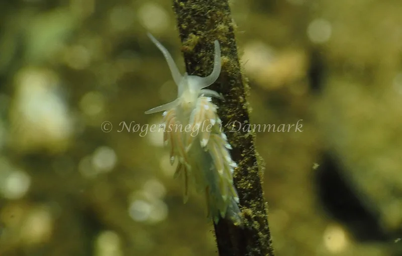 Facelina cf bostoniensis - Sønderhav Strand - Foto: Jens Egon Jørgensen
