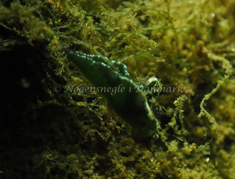 Elysia viridis - Sønderhav Strand - Foto: Jens Egon Jørgensen