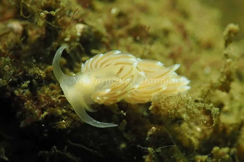 Facelina cf bostoniensis - Sønderhav Strand - Foto: Jens Egon Jørgensen