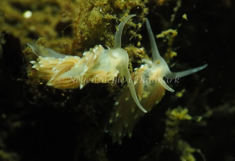 Facelina cf bostoniensis - Sønderhav Strand - Foto: Jens Egon Jørgensen